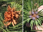<em>Pinus bungeana</em> Flower by Julia Fitzpatrick-Cooper