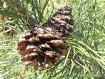 <em>Pinus bungeana</em> Cone by Julia Fitzpatrick-Cooper