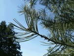 <em>Pinus bungeana</em> Leaf Number/Attachment by Julia Fitzpatrick-Cooper