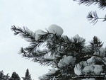 <em>Pinus bungeana</em> Winter Interest by Julia Fitzpatrick-Cooper