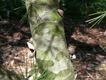 <em>Pinus bungeana</em> Special ID Feature by Julia Fitzpatrick-Cooper