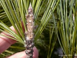 <em>Pinus cembra</em> Bud by Julia Fitzpatrick-Cooper