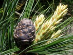<em>Pinus cembra</em> Cone by Julia Fitzpatrick-Cooper
