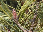 <em>Pinus densiflora</em> ‘Umbraculifera’ Bud by Julia Fitzpatrick-Cooper