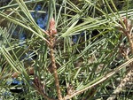 <em>Pinus densiflora</em> ‘Umbraculifera’ Leaf Number/Attachment by Julia Fitzpatrick-Cooper
