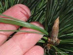<em>Pinus flexilis</em> Bud by Julia Fitzpatrick-Cooper