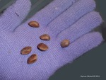 <em>Pinus flexilis</em> Cone/Seed by Julia Fitzpatrick-Cooper