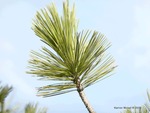 <em>Pinus flexilis</em> Leaf Number/Attachment by Julia Fitzpatrick-Cooper