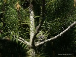 <em>Pinus mugo</em> Branch/Twig by Julia Fitzpatrick-Cooper
