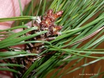 <em>Pinus mugo</em> Bud by Julia Fitzpatrick-Cooper