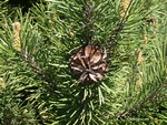 <em>Pinus mugo</em> Cone by Julia Fitzpatrick-Cooper