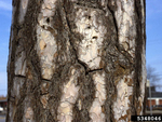 <em>Pinus nigra</em> Bark by Julia Fitzpatrick-Cooper