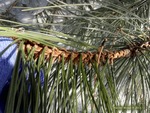 <em>Pinus nigra</em> Branch/Twig by Julia Fitzpatrick-Cooper