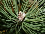 <em>Pinus nigra</em> Bud by Julia Fitzpatrick-Cooper
