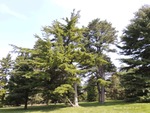 <em>Pinus parviflora</em> Whole Plant/Habit by Julia Fitzpatrick-Cooper