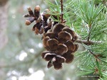 <em>Pinus parviflora</em> Cone by Julia Fitzpatrick-Cooper