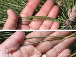 <em>Pinus ponderosa</em> Leaf Number/Attachment by Julia Fitzpatrick-Cooper
