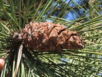<em>Pinus ponderosa</em> Special ID Features by Julia Fitzpatrick-Cooper