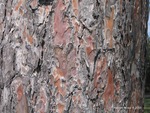 <em>Pinus resinosa</em> Bark by Julia Fitzpatrick-Cooper