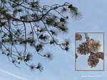 <em>Pinus resinosa</em> Branch/Twig by Julia Fitzpatrick-Cooper