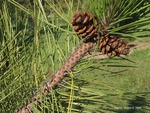 <em>Pinus resinosa</em> Cone by Julia Fitzpatrick-Cooper