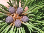 <em>Pinus resinosa</em> Leaf Number/Attachment by Julia Fitzpatrick-Cooper