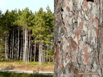 <em>Pinus resinosa</em> Winter Interest by Julia Fitzpatrick-Cooper