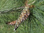 <em>Pinus strobus</em> Cone by Julia Fitzpatrick-Cooper
