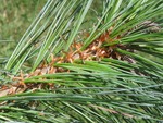 <em>Pinus strobus</em> Leaf Number/Attachment by Julia Fitzpatrick-Cooper