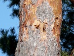 <em>Pinus sylvestris</em> Bark by Julia Fitzpatrick-Cooper