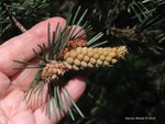 <em>Pinus sylvestris</em> Flower by Julia Fitzpatrick-Cooper