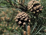 <em>Pinus sylvestris</em> Cone by Julia Fitzpatrick-Cooper