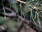 <em>Pinus sylvestris</em> Leaf Number/Attachment by Julia Fitzpatrick-Cooper