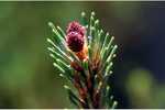 <em>Pinus</em> (pine), <em>Picea</em> (spruce), <em>Abies</em> (fir) Pinaceae characteristics by Julia Fitzpatrick-Cooper