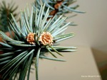 <em>Picea</em> (spruce) Bud by Julia Fitzpatrick-Cooper