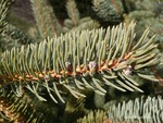 <em>Picea</em> (spruce) Bud by Julia Fitzpatrick-Cooper