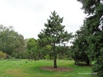 <em>Pinus</em> (pine) Whole Plant/Habit by Julia Fitzpatrick-Cooper