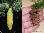 <em>Pinus</em> (pine), <em>Picea</em> (spruce), <em>Abies</em> (fir) Cone by Julia Fitzpatrick-Cooper